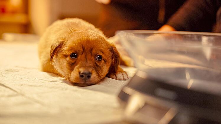 Viele Tier hoffen darauf, noch rechtzeitig von Hundeliebhabern adoptiert zu werden.