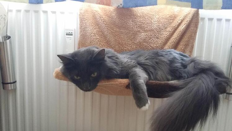 Auch die Katze von Christian Arnold freut sich auf kühlen Wind.