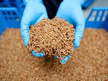 Industrielle Insektenzucht - Alpha-Protein GmbH