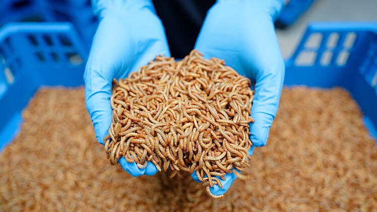 Industrielle Insektenzucht - Alpha-Protein GmbH