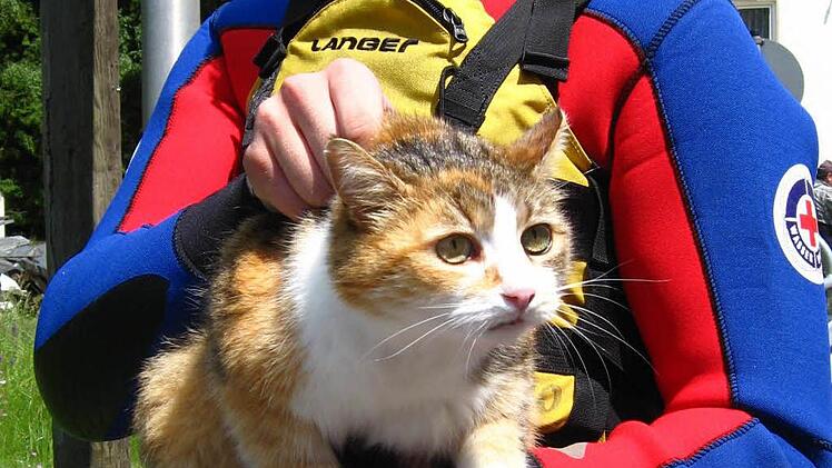 Gerettet: Ohne seine Katze wollte ein älteres Ehepaar nicht gehen.