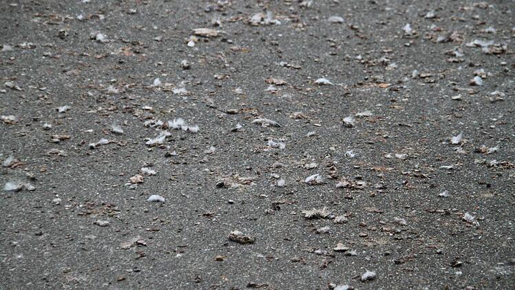 Der mit Taubekot gesprenkelte Asphalt neben dem Stadtturm Foto: Matthias Einwag