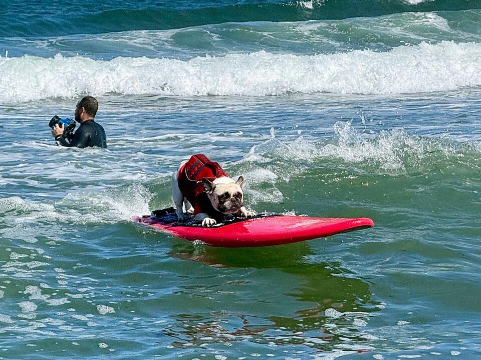 US-amerikanischer Hundesurf-Wettbewerb