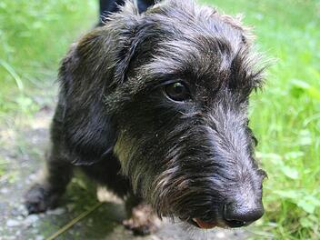 "Findus": dieser Rauhaardackel ist ein Prachtexemplar und dazu tüchtiger Absolvent vieler Hunde- und Jagdprüfungen. Fotos: Diana Fuchs