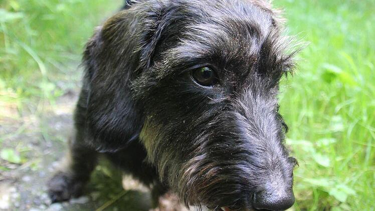 "Findus": dieser Rauhaardackel ist ein Prachtexemplar und dazu tüchtiger Absolvent vieler Hunde- und Jagdprüfungen. Fotos: Diana Fuchs