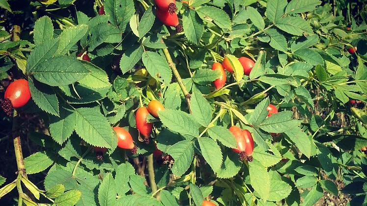 Diese Hagebutten sind nicht irgendwo an einer Hecke am Wegesrand gewachsen, sondern haben sich an einem abgeblühten, verwilderten Rosenstrauch im Garten gebildet.  Fotos: Sabine Christofzik