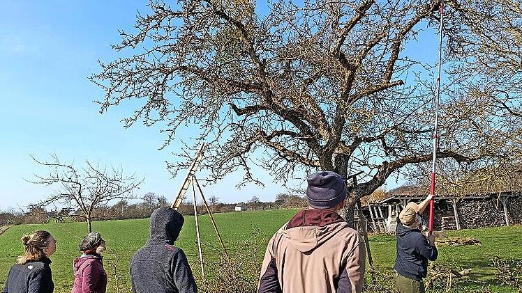 Marco Morath vom Landschaftspflegeverband zeigt den Mistelschnitt am Baum.