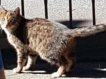 Aufmerksam verfolgt die Wildkatze jede Bewegung der Menschen, auch wenn sie inzwischen Zutrauen gefasst hat. Foto: Lisa Leise