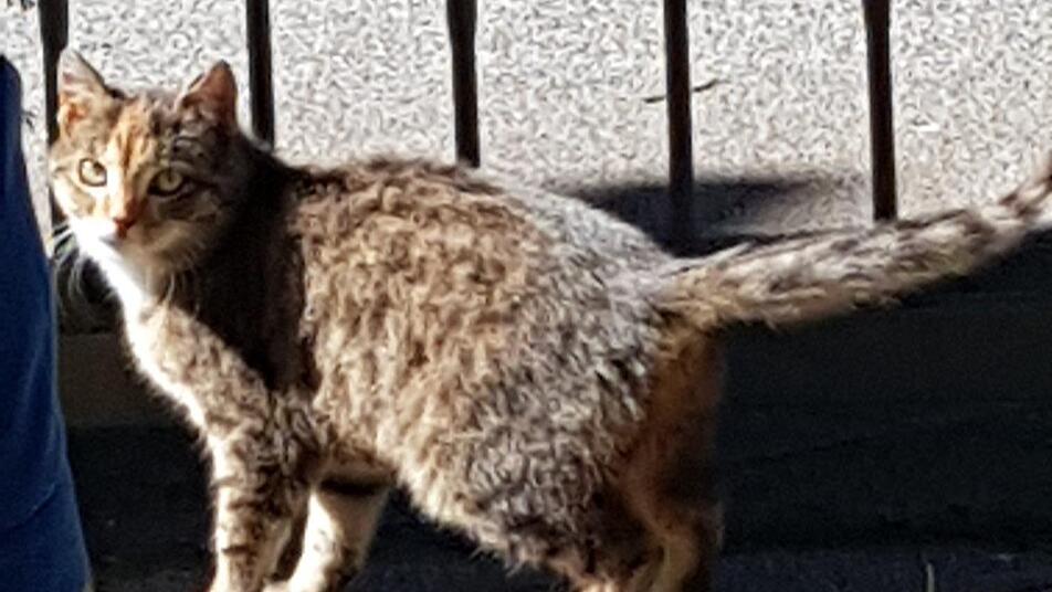 Aufmerksam verfolgt die Wildkatze jede Bewegung der Menschen, auch wenn sie inzwischen Zutrauen gefasst hat. Foto: Lisa Leise