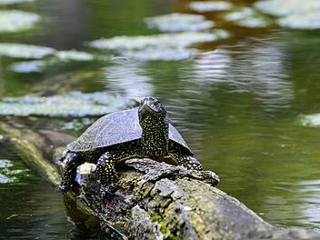 Hundshaupten: Sumpfschildkröte vom Aussterben bedroht - Wildpark startet Crowdfunding