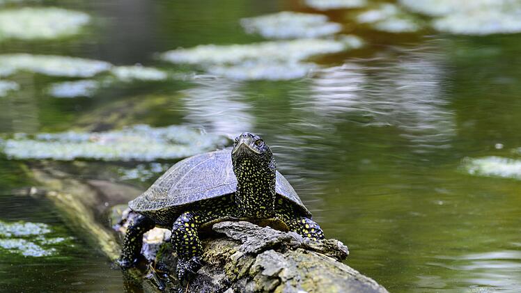 Hundshaupten: Sumpfschildkröte vom Aussterben bedroht - Wildpark startet Crowdfunding