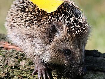 Für Igel und Vögel sind Reisighaufen ein Paradies. Daher rät Jupp Schröder in seinen Gartentipps, den vermeindlichen Abfall nach dem Gehölrschnitt aufzuschichten.  Foto: Patrick Pleul/dpa/Archiv