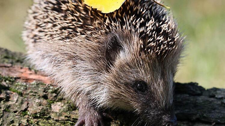 Für Igel und Vögel sind Reisighaufen ein Paradies. Daher rät Jupp Schröder in seinen Gartentipps, den vermeindlichen Abfall nach dem Gehölrschnitt aufzuschichten.  Foto: Patrick Pleul/dpa/Archiv
