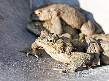 Erdkröten in einem Eimer, in dem sie von Helfern über die Straße transportiert werden. In den kalten Morgenstunden bewegen sich die wechselwarmen Tiere wenig. Das Aufeinandersitzen im Bild hat wohl eher mit den Temperaturen denn mit der Paarung zu tun - dies sind nämlich alles Männchen.