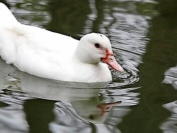 Vor allem beim Wassergeflügel wie Gänsen und Enten müssen die Tierhalter vorsichtig sein.  Foto: Archiv/Rohrbach