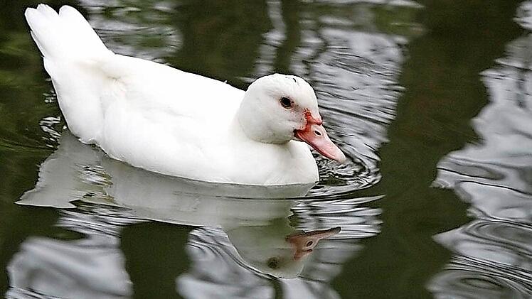 Vor allem beim Wassergeflügel wie Gänsen und Enten müssen die Tierhalter vorsichtig sein.  Foto: Archiv/Rohrbach