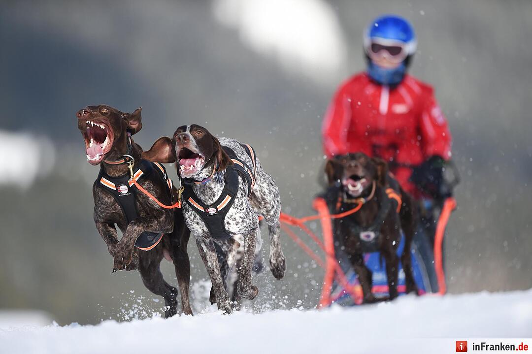 Schlittenhunderennen in Unterjoch