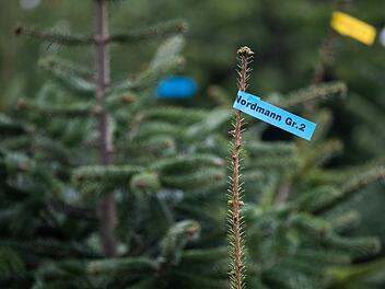 Weihnachtsbaum