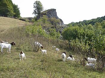 Der  Eulenstein bei Tiefenellern soll nicht überwuchert werden oder hinter Bäumen verschwinden. Gelegentlich hilft schon eine Ziegenherde, den Wildwuchs einzudämmen. Diese Art der Landschaftspflege soll auf dem Jura im Landkreis Bamberg Schule machen.    Archivbild: Christine Hilker