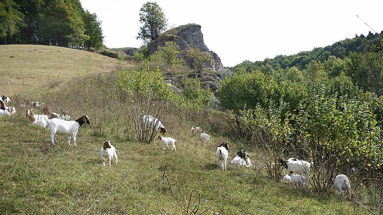 Der  Eulenstein bei Tiefenellern soll nicht überwuchert werden oder hinter Bäumen verschwinden. Gelegentlich hilft schon eine Ziegenherde, den Wildwuchs einzudämmen. Diese Art der Landschaftspflege soll auf dem Jura im Landkreis Bamberg Schule machen.    Archivbild: Christine Hilker