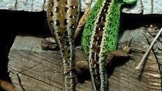 Umzug: Für den Bau eines Radweges wurden geschützte Zauneidechsen vergrämt.    Foto: privat