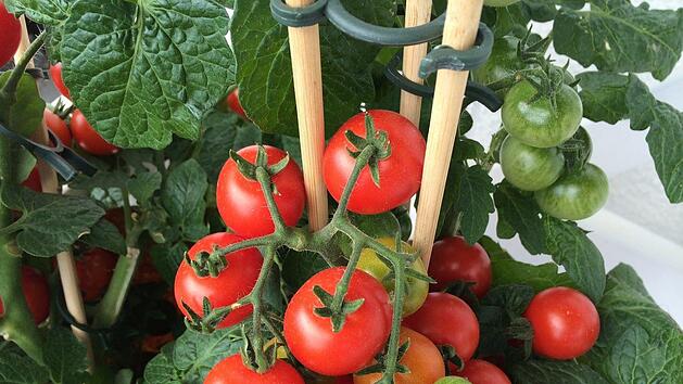Mit diesen Tipps gelingt der Tomatenanbau auch auf Ihrem Balkon. Symbolbild: enaoniro/pixabay.com