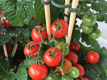 Mit diesen Tipps gelingt der Tomatenanbau auch auf Ihrem Balkon. Symbolbild: enaoniro/pixabay.com