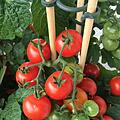 Mit diesen Tipps gelingt der Tomatenanbau auch auf Ihrem Balkon. Symbolbild: enaoniro/pixabay.com