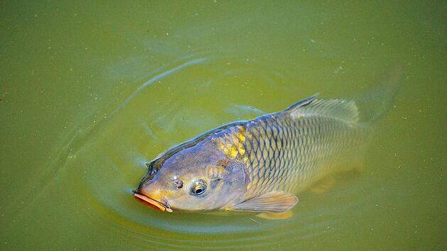 Symbolbild: Karpfen, Fisch