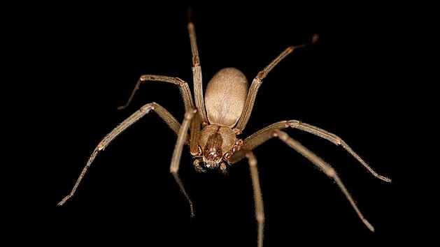 Spinne, Braune Einsiedlerspinne