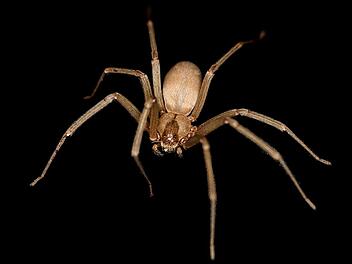 Spinne, Braune Einsiedlerspinne