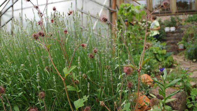 Im Garten der Familie Schneider