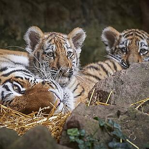 Tiger-Nachwuchs entwickelt sich prächtig in Nürnberg
