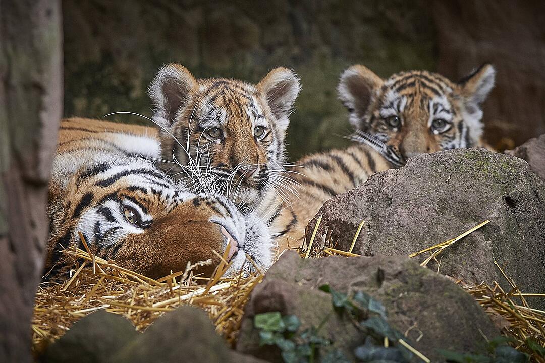 Tiger-Nachwuchs entwickelt sich prächtig in Nürnberg