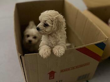 Illegaler Welpentransport auf A3 bei Gremsdorf gestoppt