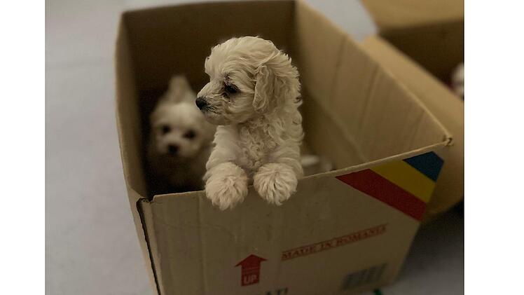 Illegaler Welpentransport auf A3 bei Gremsdorf gestoppt