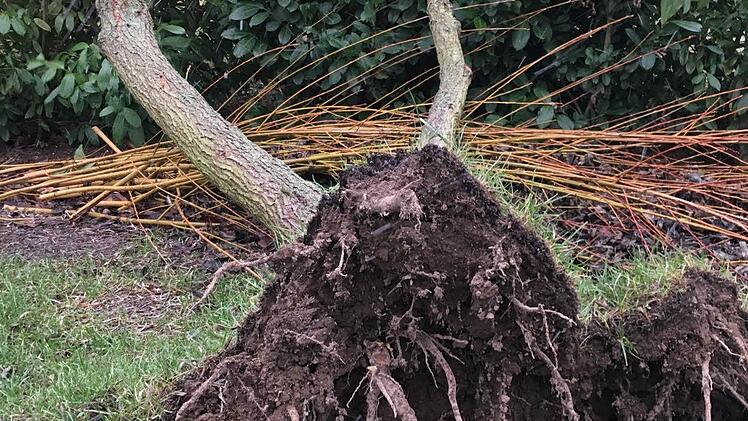 Entwurzelter Sanddorn in einem Privatgarten in Zeil. Foto: Detlef Krause