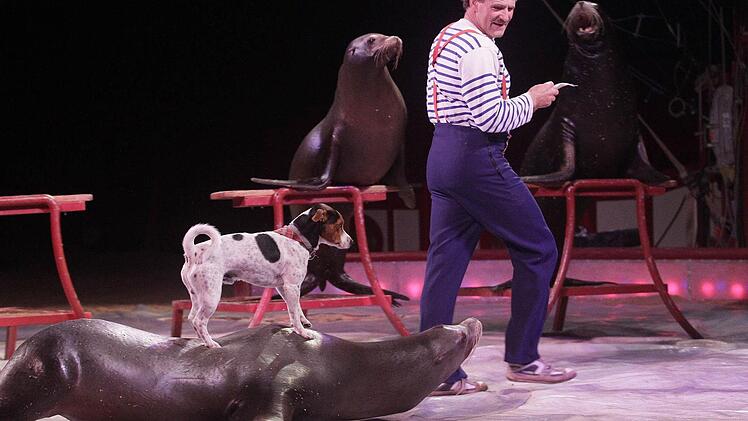 Wer macht denn da den Easy Rider? Terrier Max reist huckepack auf einer kanadischen Mähnenrobbe durch die Manege von Circus Krone. Nur eine der vielen "tierischen" Showeinlagen im aktuellen Programm, mit dem das Unternehmen bis 16. Oktober in Bayreuth gastiert. Fotos: Jochen Nützel