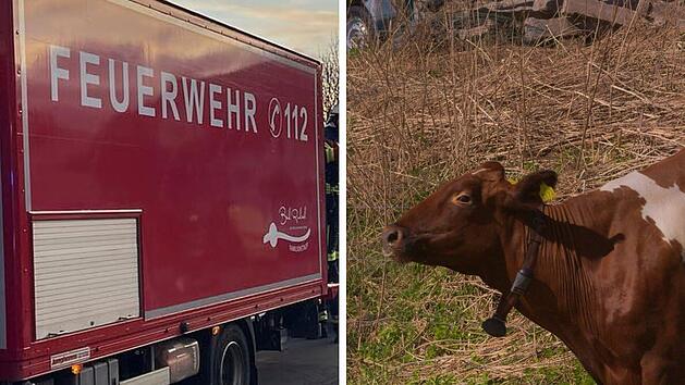 Bad Rodach: Entlaufenes Rind sorgt für Aufruhr in Ortschaft - Metzger greift zur Waffe