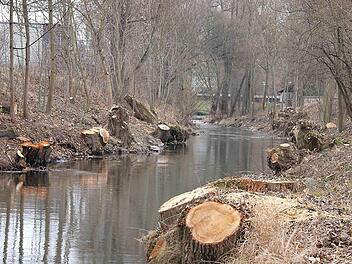 Abgeholzt und freigeräumt: In den vergangenen Wochen sind Bäume und Strauchwerk entlang der Itz zwischen Dammweg und Fußgängersteg entfernt worden.  Foto: Christoph Winter