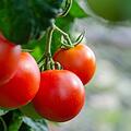 Tomaten