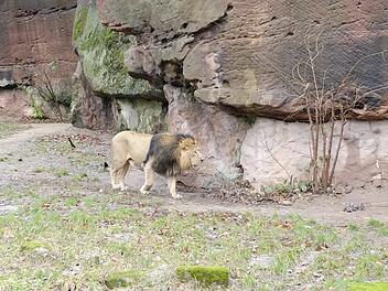 Tiergarten Nürnberg: Löwe Subali im Jahr 2019