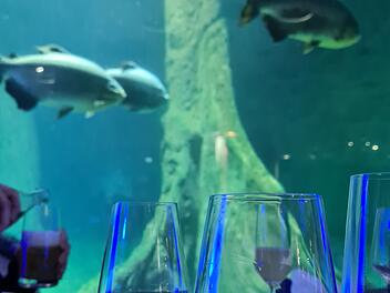 N&uuml;rnberg: Beliebte Veranstaltungsreihe im Tiergarten startet wieder - Delfinlagune bei Nacht erleben