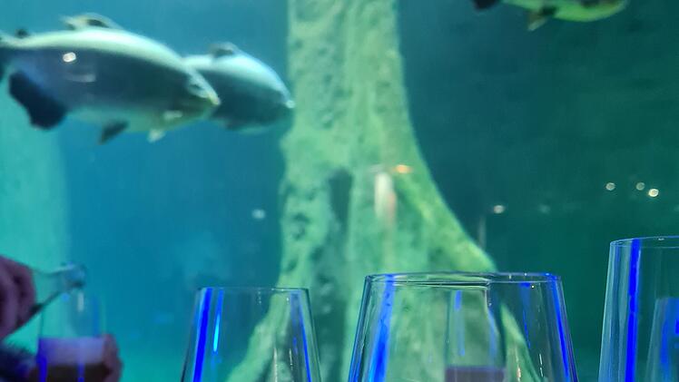 N&uuml;rnberg: Beliebte Veranstaltungsreihe im Tiergarten startet wieder - Delfinlagune bei Nacht erleben