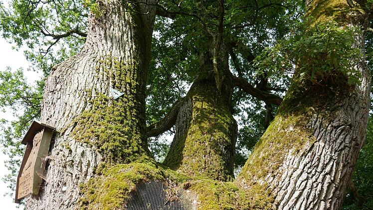 Naturdenkmal bei Aschach.Heike Beudert