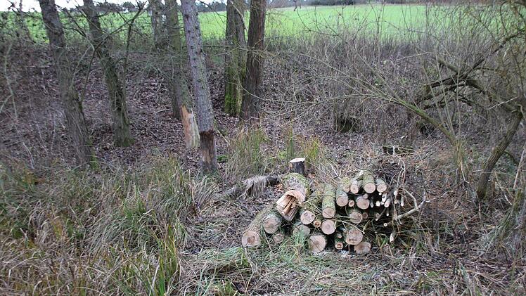 Bilder von der Teichanlage des ASV Hammelburg oberhalb von Obereschenbach. Foto: Ralf Ruppert