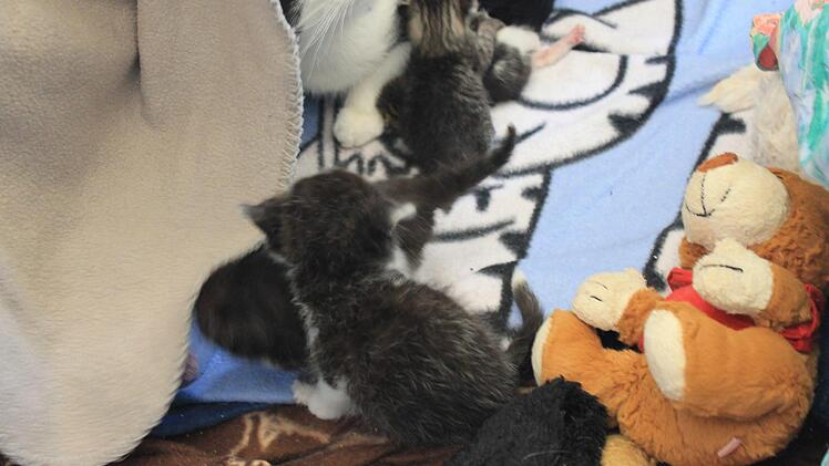 Die Katzenbabys Foto: Dominic Buckreus