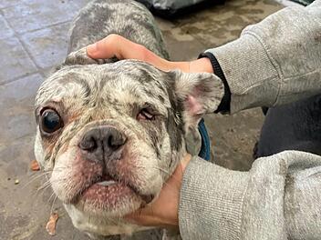 Eine der 28 Französischen Bulldoggen der Forchheimer Züchterin, die kurzfristig auf mehrere Tierheime verteilt wurden.
