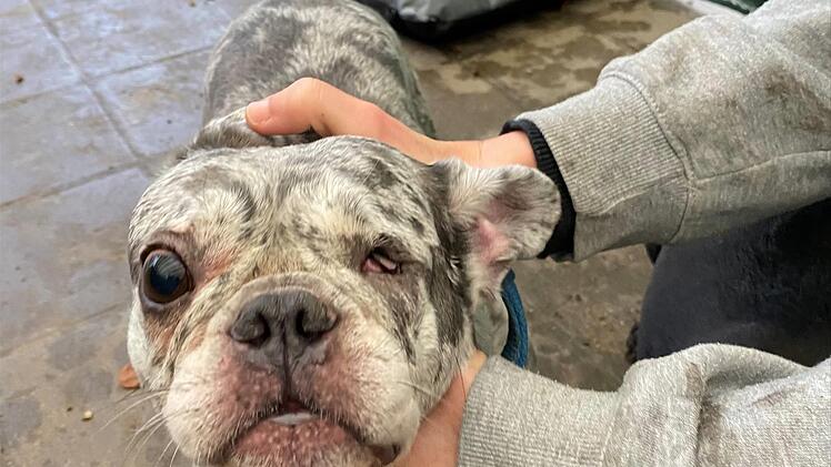 Eine der 28 Französischen Bulldoggen der Forchheimer Züchterin, die kurzfristig auf mehrere Tierheime verteilt wurden.