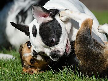 Auch französische Bulldoggen toben manchmal gerne.